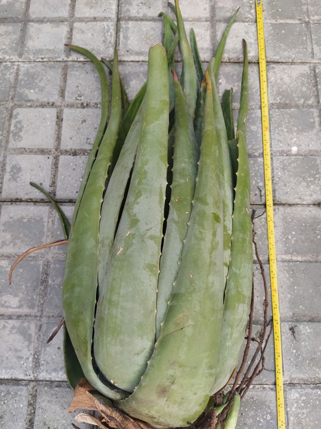 2 plantas Aloe Vera grandes - 90 cm!!