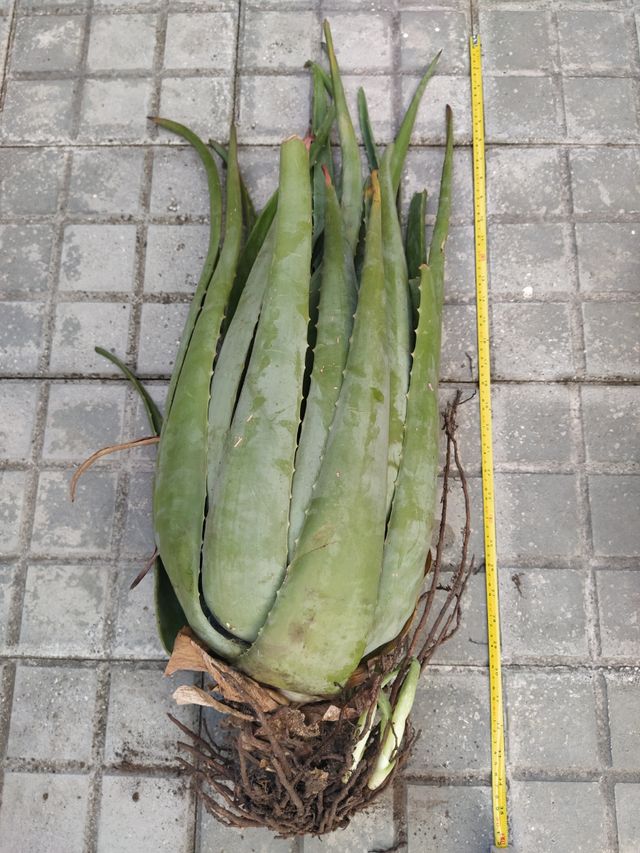 2 plantas Aloe Vera grandes - 90 cm!!