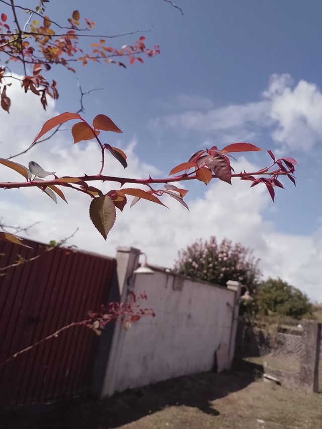 Esquejes de rosal - planta