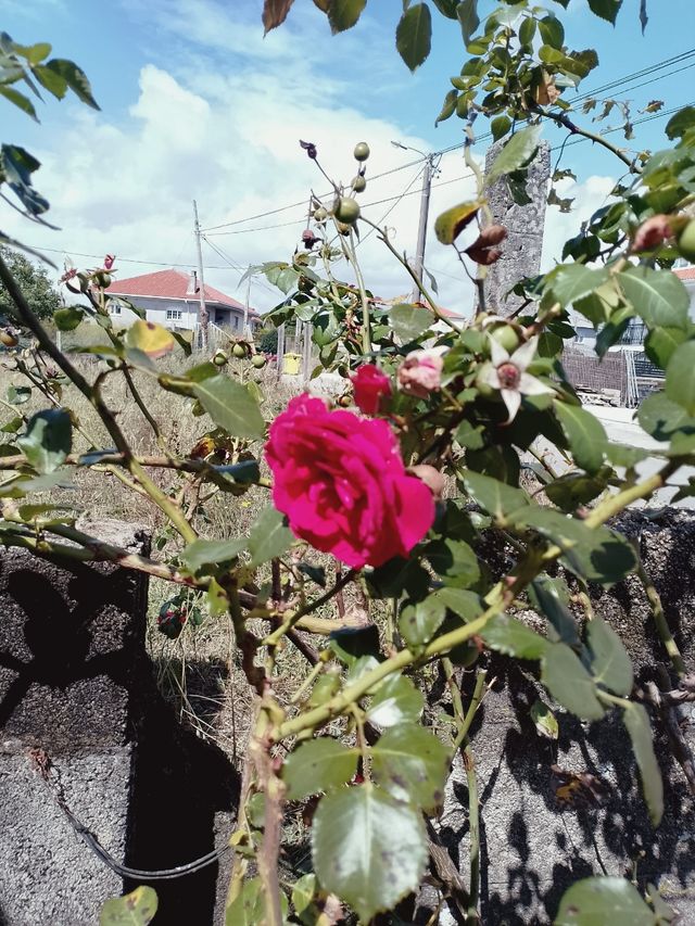 Esquejes de rosal - planta