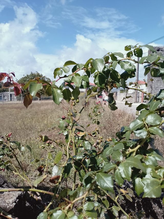 Esquejes de rosal - planta