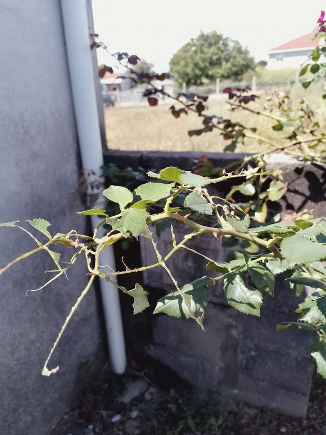 Esquejes de rosal - planta