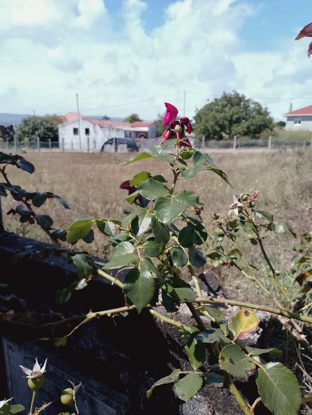 Esquejes de rosal - planta