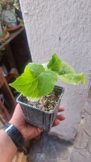  Kiwi Actinidia gold amarillo