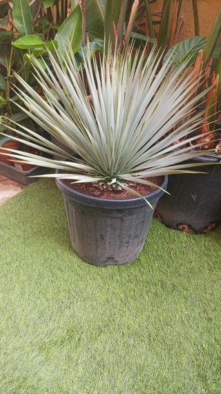 Yuca Rostrata -