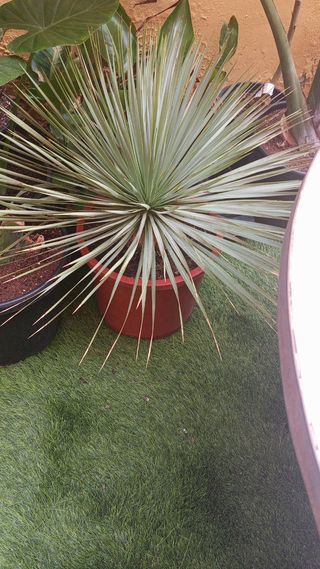 Yuca Rostrata - Planta C30