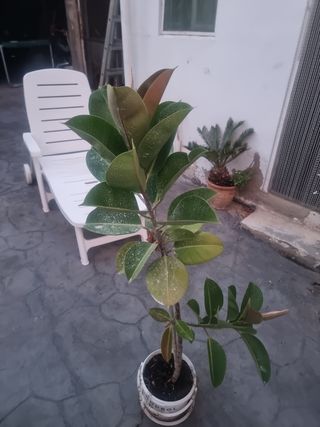 Ficus Elastica - Planta