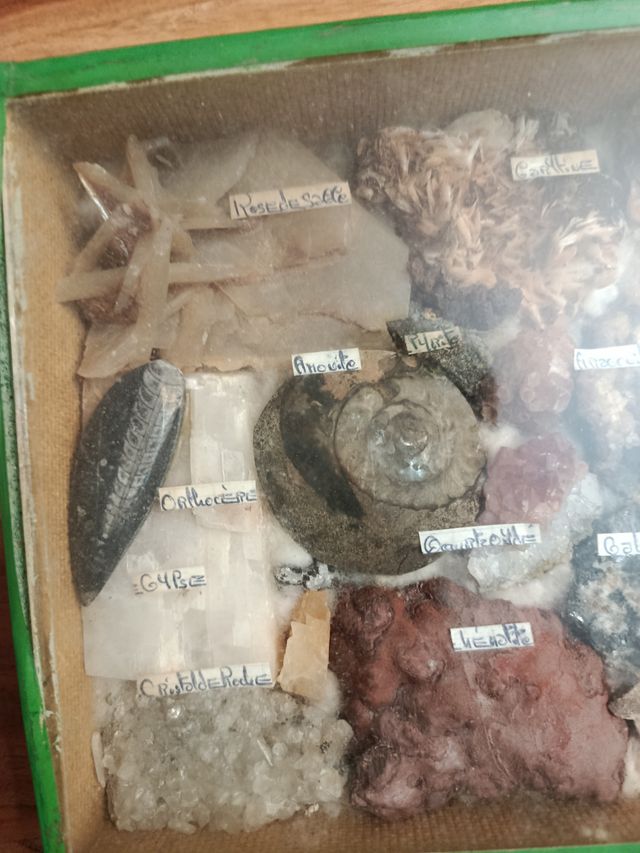 Colección minerales y fósiles