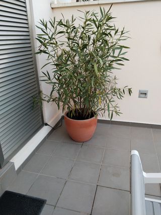 Macetas terracota grandes - 50cm diámetro