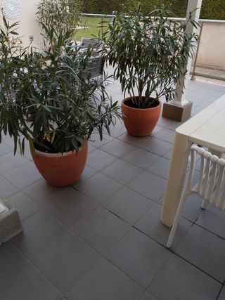 Macetas terracota grandes - 50cm diámetro