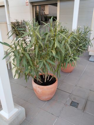 Macetas terracota grandes - 50cm diámetro