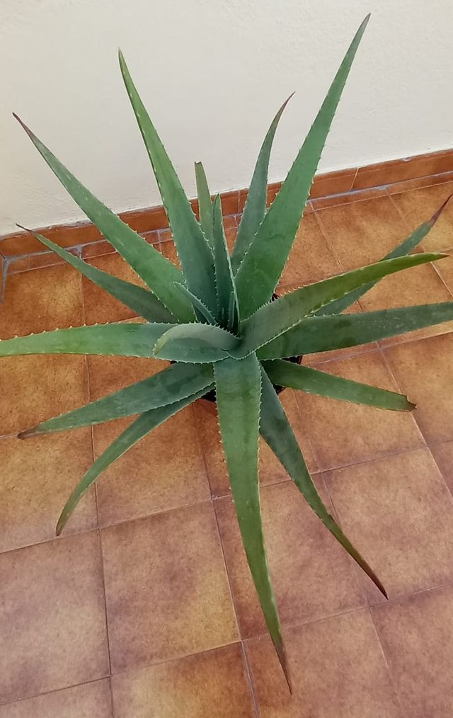 Aloe vera grande - Planta