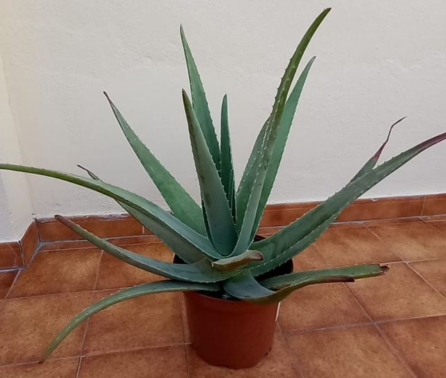 Aloe vera grande - Planta