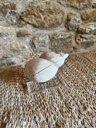 Decoración caracola de mármol con base