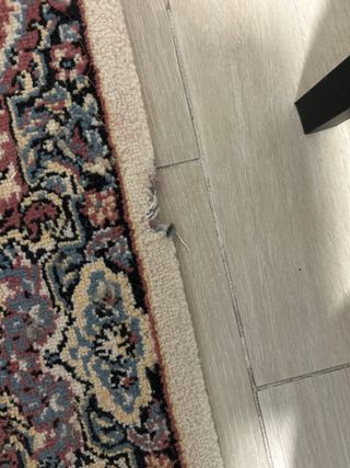 Alfombra estilo persa - Beige y Azul