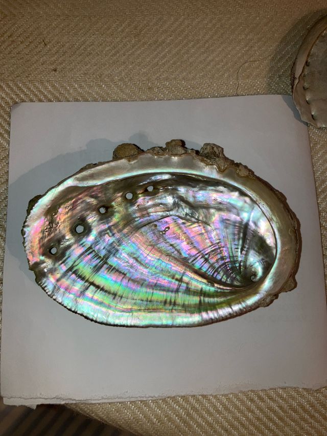 Conchiglia in madreperla Abalon