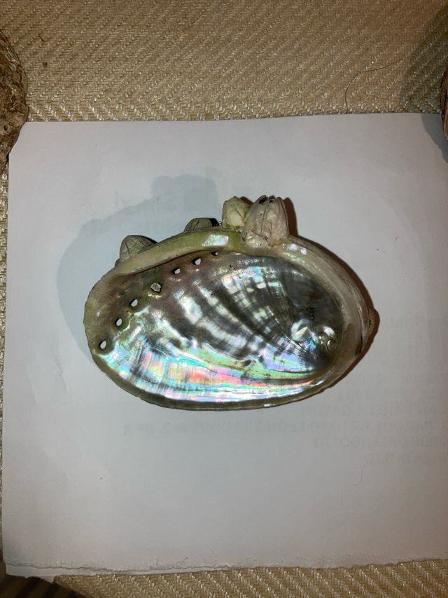 Conchiglia in madreperla Abalon