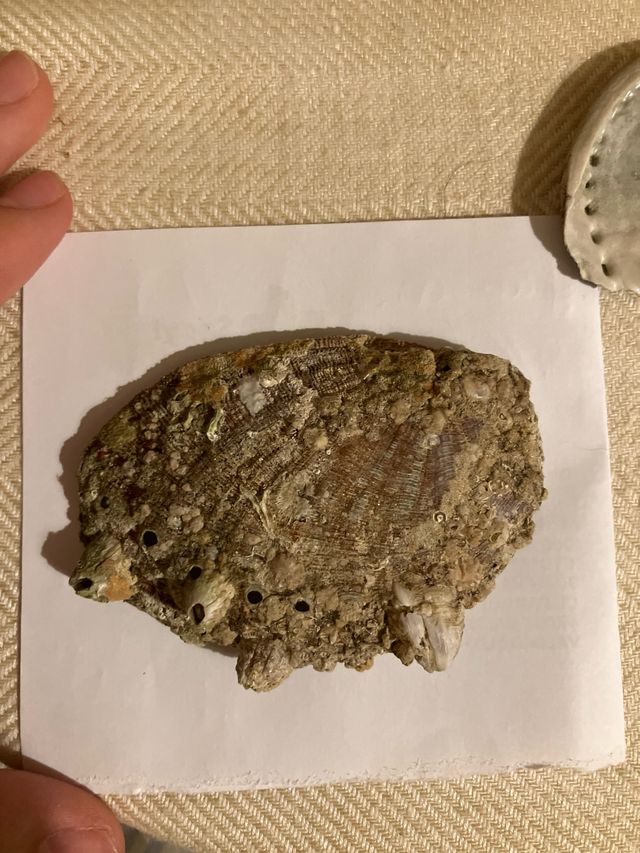 Conchiglia in madreperla Abalon