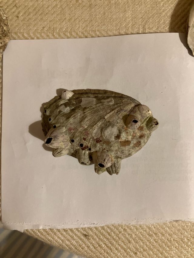 Conchiglia in madreperla Abalon