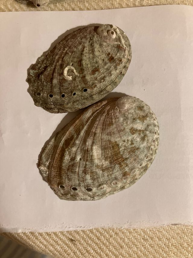 Conchiglia in madreperla Abalon