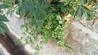 Planta trepadora verde. 