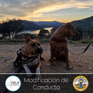 Adiestrador Canino acreditado por la ANACP