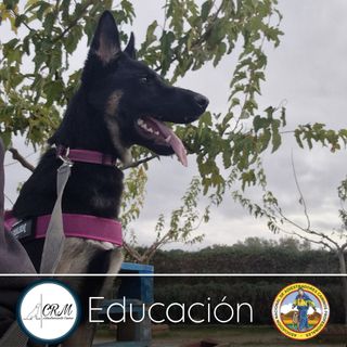 Adiestrador Canino acreditado por la ANACP