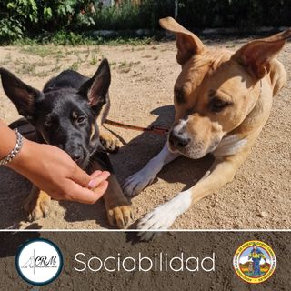 Adiestrador Canino acreditado por la ANACP