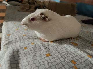 Hacemos pedidos de llaveros de animales o personas