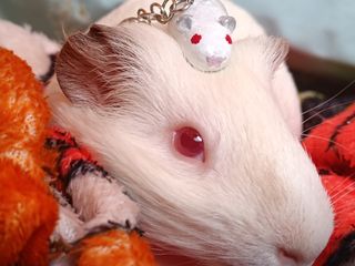 Hacemos pedidos de llaveros de animales o personas