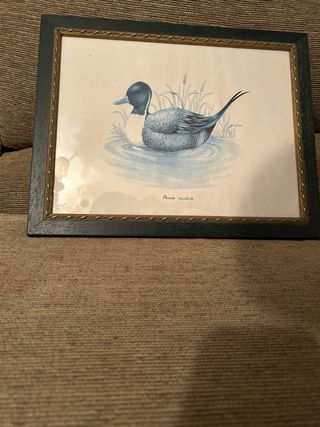 Cuadro pato Anas acuta