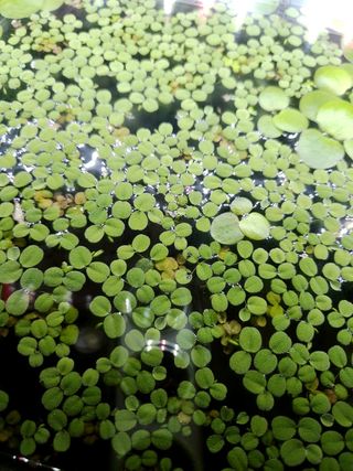 Plantas flotantes.