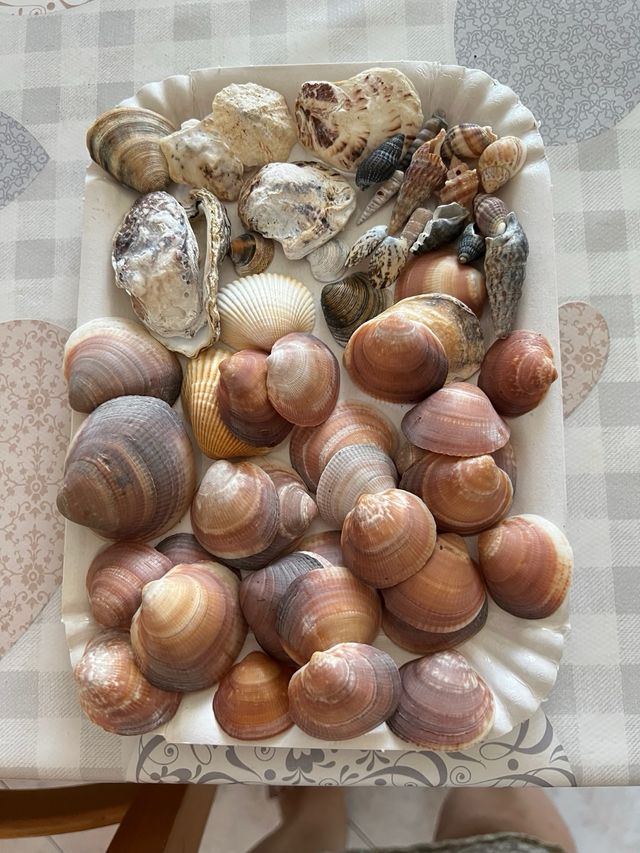 Conchiglie della Riviera Romagnola