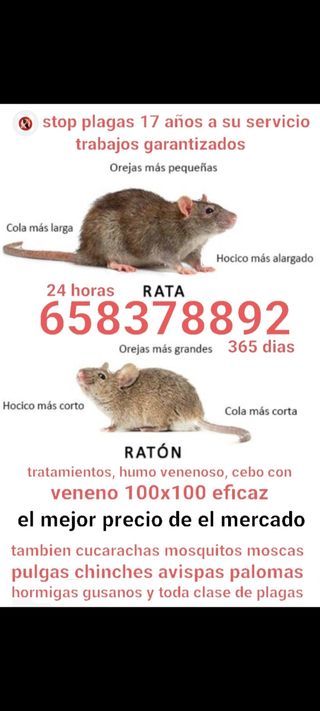 Control de plagas: Ratas y ratones roedores etc