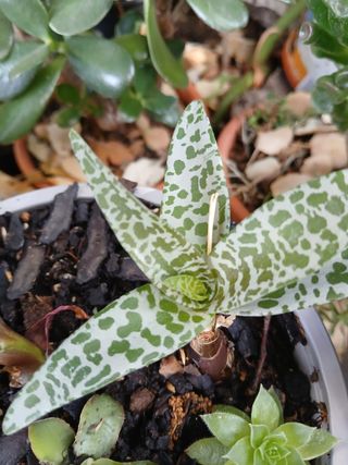 Suculentas - Plantas pequenas
Vários preços 