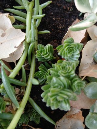 Suculentas - Plantas pequenas
Vários preços 