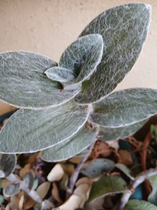 Suculentas - Plantas pequenas
Vários preços 