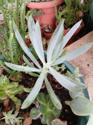 Suculentas - Plantas pequenas
Vários preços 