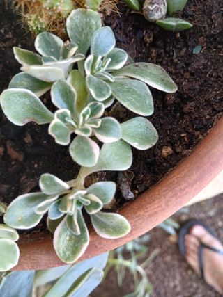 Suculentas - Plantas pequenas
Vários preços 