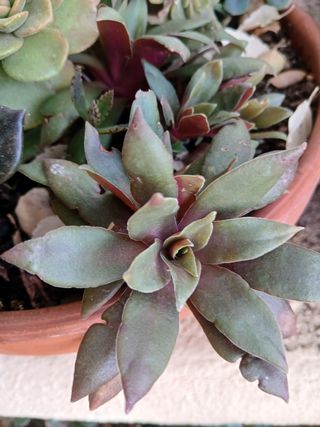Suculentas - Plantas pequenas
Vários preços 