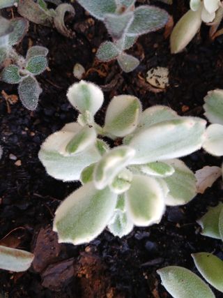 Suculentas - Plantas pequenas
Vários preços 