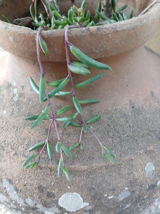 Suculentas - Plantas pequenas
Vários preços 