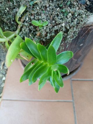 Suculentas - Plantas pequenas
Vários preços 