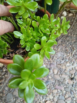 Suculentas - Plantas pequenas
Vários preços 