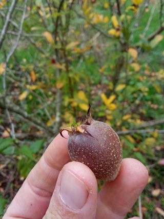 Nispolero - mespilus germanica