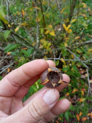 Nispolero - mespilus germanica