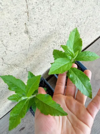 Nispolero - mespilus germanica