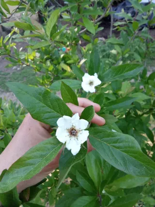 Nispolero - mespilus germanica