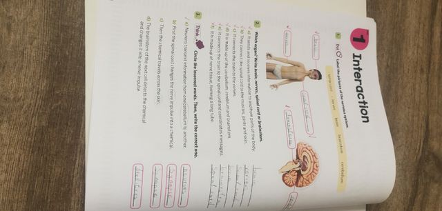 New Think Do Learn Natural Sciences 6. Activity...