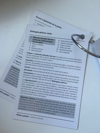 Netter. Flashcards de anatomía